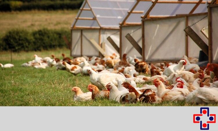 معرفی نرم افزار حسابداری مرغداری