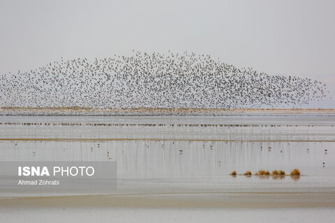 سرشماری پرندگان مهاجر «تالاب مُرِّه» - قم