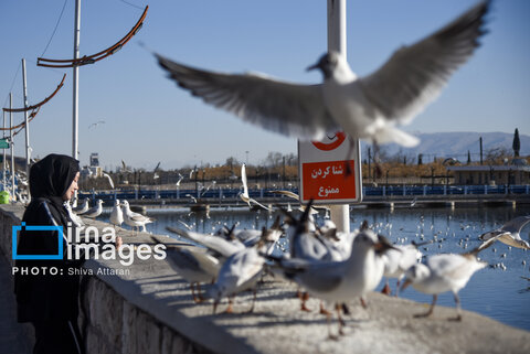 عکس | کاکایی‌ها؛ میهمان رودخانه «خشک» شیراز