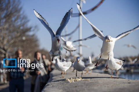 عکس | کاکایی‌ها؛ میهمان رودخانه «خشک» شیراز
