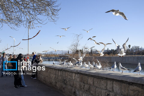 عکس | کاکایی‌ها؛ میهمان رودخانه «خشک» شیراز