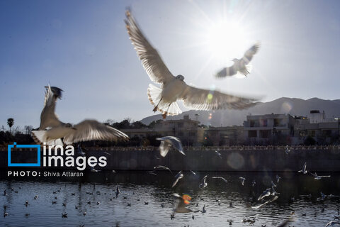 عکس | کاکایی‌ها؛ میهمان رودخانه «خشک» شیراز