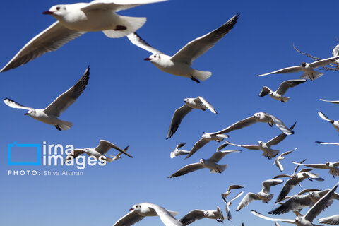 عکس | کاکایی‌ها؛ میهمان رودخانه «خشک» شیراز