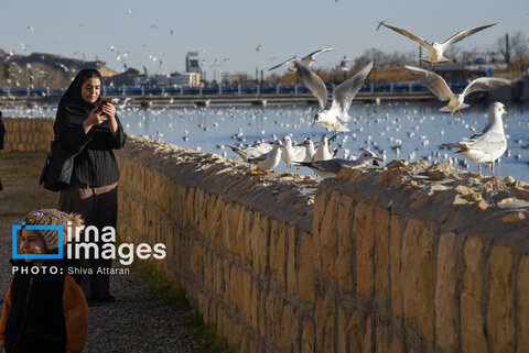 عکس | کاکایی‌ها؛ میهمان رودخانه «خشک» شیراز