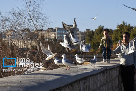 عکس | کاکایی‌ها؛ میهمان رودخانه «خشک» شیراز