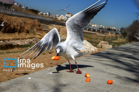 عکس | کاکایی‌ها؛ میهمان رودخانه «خشک» شیراز