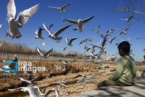 عکس | کاکایی‌ها؛ میهمان رودخانه «خشک» شیراز