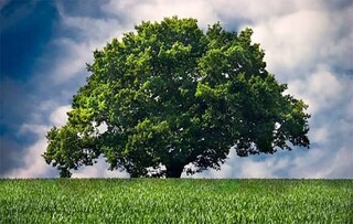 درختان با صدا رشد می‌کنند!