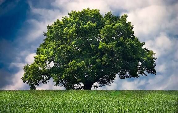 درختان با صدا رشد می‌کنند!