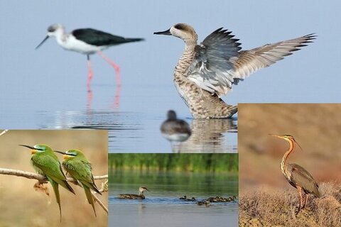 جان تازه به تالاب های اقماری دریاچه ارومیه