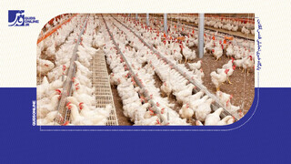 اجبار به کشتار مرغ‌های مولد؛ زنگ خطر بحران تخم مرغ