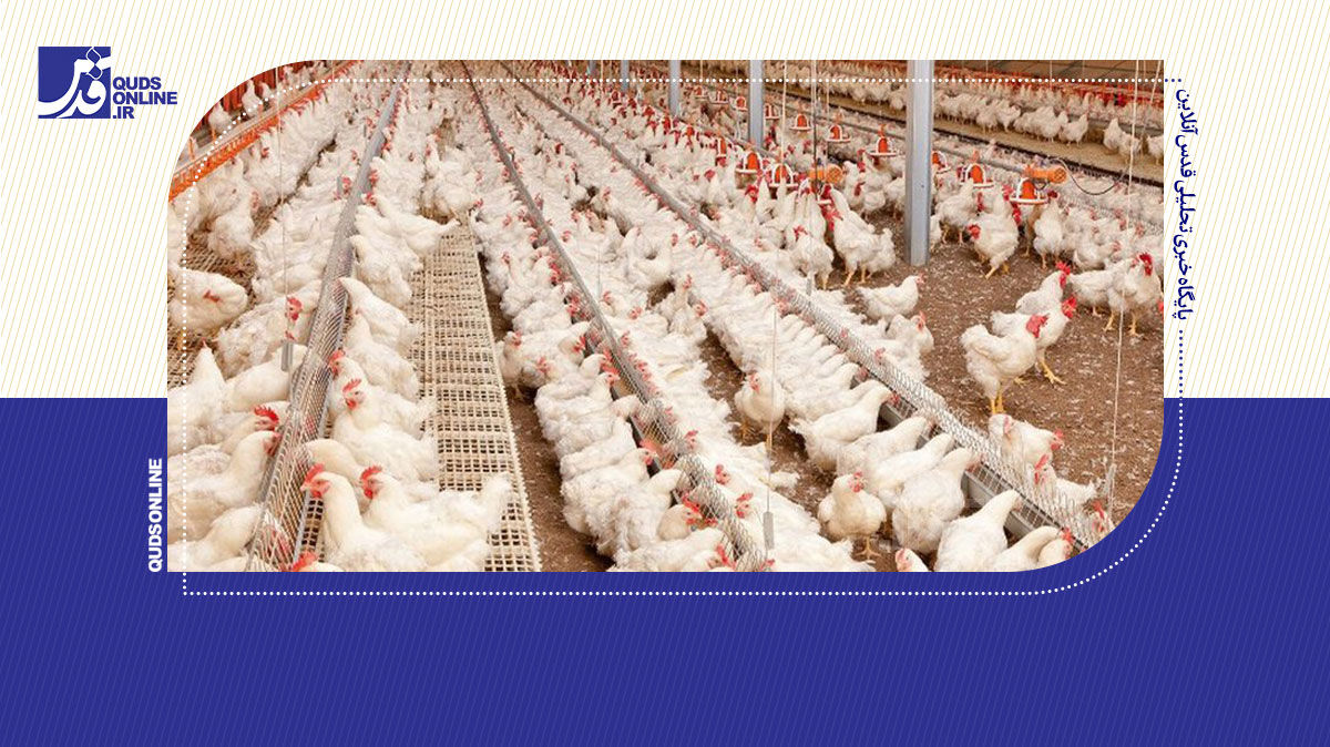 فیلم | اجبار به کشتار مرغ‌های مولد؛ زنگ خطر بحران تخم مرغ