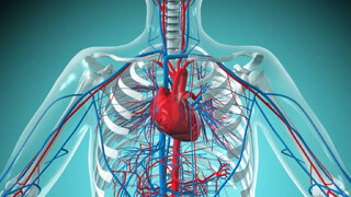 طب الرضا | اهمیت توجه به شناخت بدن خود در کلام امام مهربانی‌ها