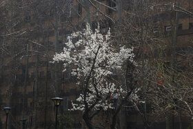 بهار زودرس در مشهد