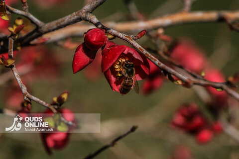 گزارش تصویری | بهار زودرس در زمستان
