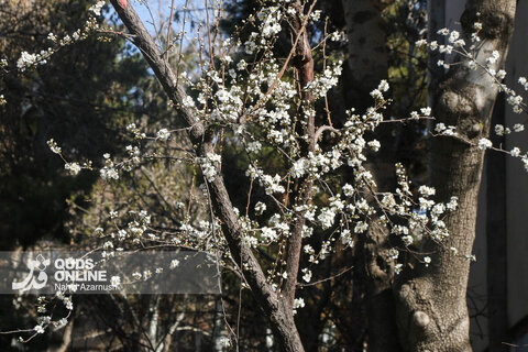 گزارش تصویری | بهار زودرس در زمستان