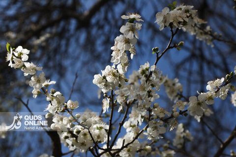 گزارش تصویری | بهار زودرس در زمستان