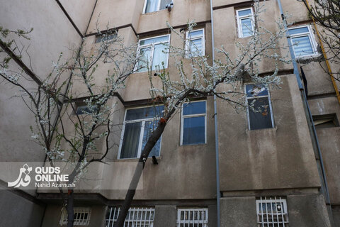 گزارش تصویری | بهار زودرس در زمستان