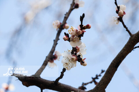 گزارش تصویری | بهار زودرس در زمستان