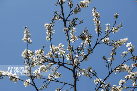 گزارش تصویری | بهار زودرس در زمستان