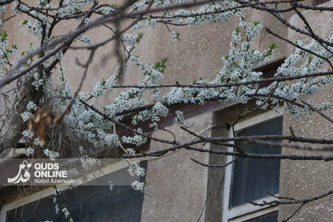 گزارش تصویری | بهار زودرس در زمستان
