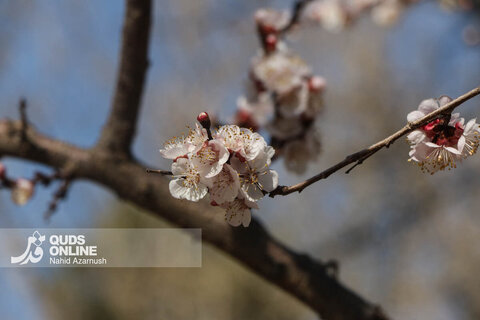 گزارش تصویری | بهار زودرس در زمستان