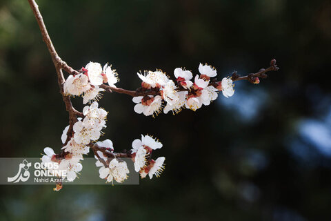 گزارش تصویری | بهار زودرس در زمستان