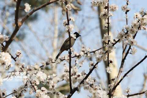 گزارش تصویری | بهار زودرس در زمستان