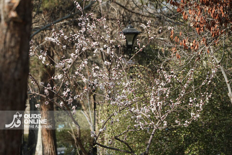 گزارش تصویری | بهار زودرس در زمستان