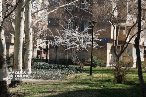 گزارش تصویری | بهار زودرس در زمستان