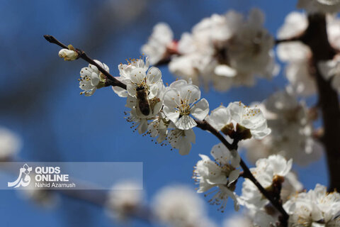گزارش تصویری | بهار زودرس در زمستان
