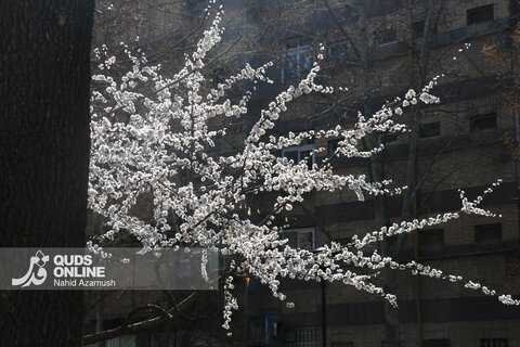 گزارش تصویری | بهار زودرس در زمستان