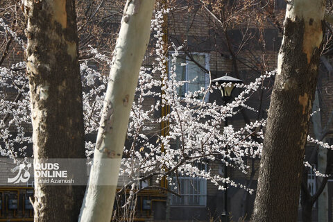 گزارش تصویری | بهار زودرس در زمستان