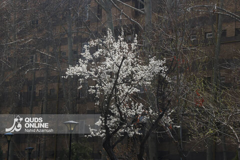 بهار زودرس در زمستان