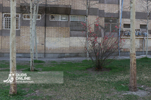 گزارش تصویری | بهار زودرس در زمستان