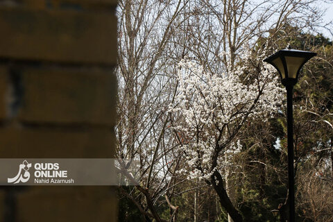 گزارش تصویری | بهار زودرس در زمستان
