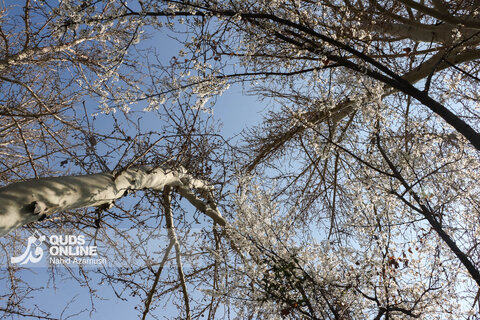 گزارش تصویری | بهار زودرس در زمستان