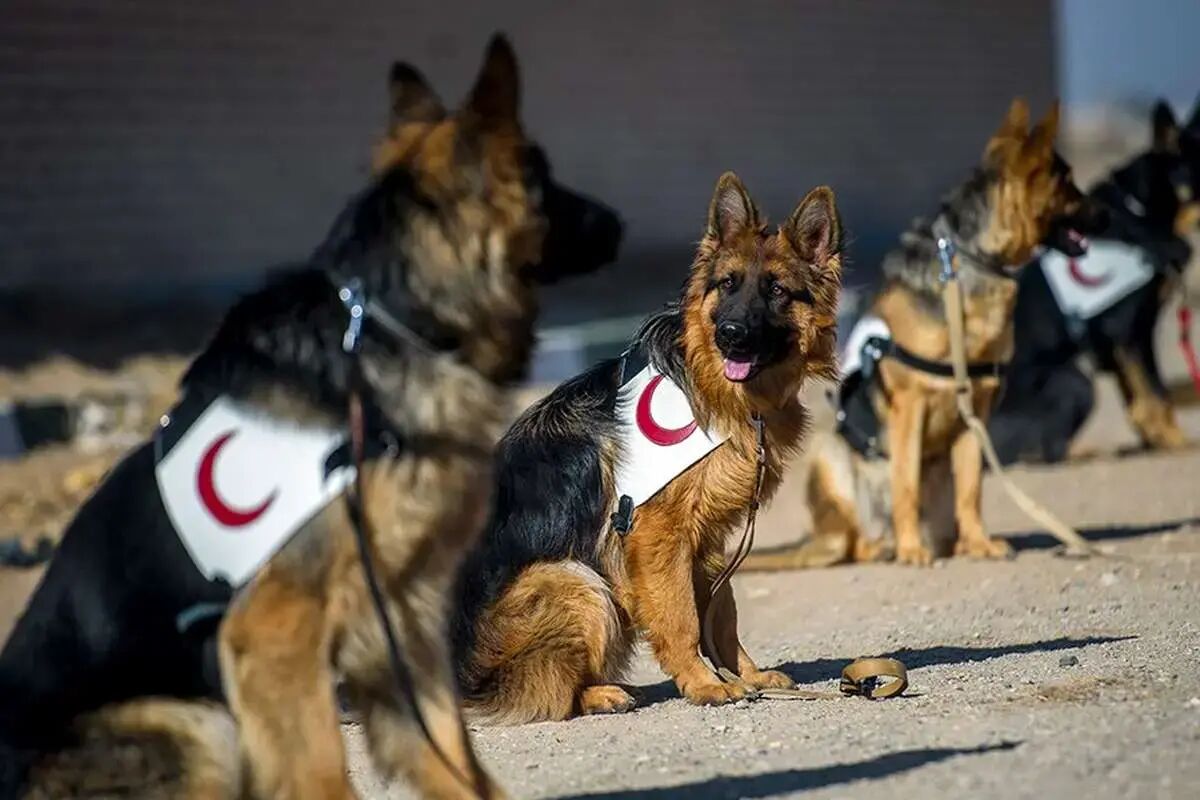 ردیابی برخط سگ‌های زنده‌یاب با پهپاد