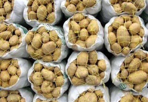آمادگی کامل همدان برای ارسال نامحدود سیب‌زمینی به سراسر کشور