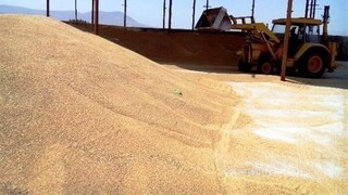 ارسال روزانه ۵ هزار تن گندم از بندر امام خمینی(ره) به سراسر کشور