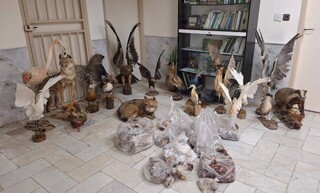 کشف مجموعه‌ «تاکسیدرمی» در نیشابور