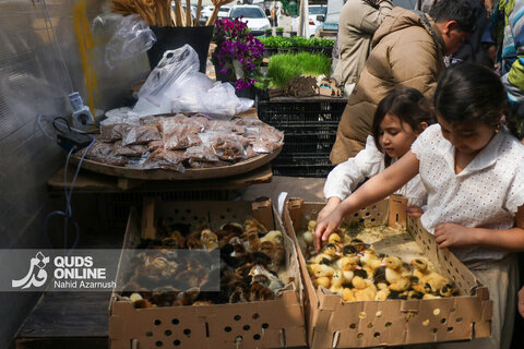 گزارش تصویری | حال‌وهوای بازار گل و گیاه مشهد در آستانه نوروز ۱۴۰۵