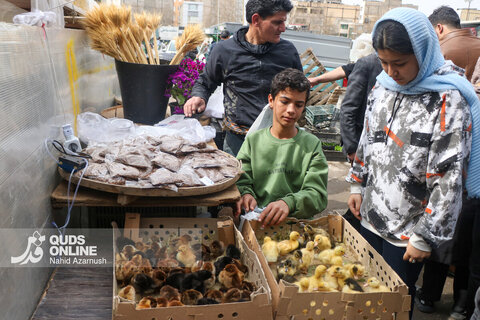 گزارش تصویری | حال‌وهوای بازار گل و گیاه مشهد در آستانه نوروز ۱۴۰۵
