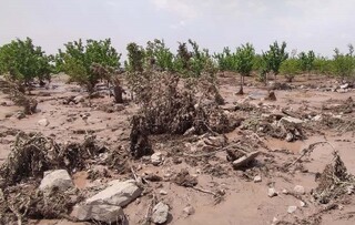 خسارت ۶۶۰۰ میلیارد ریالی سیل و تگرگ به کشاورزی سمنان