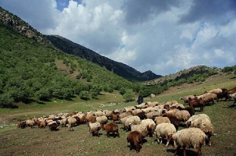 ممنوعیت ورود دام به مناطق حفاظت شده شهرستان درگز