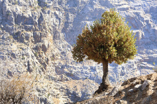 بذرهایی که آینده زاگرس را می‌سازند/ میراث کهن بلوط در خطر