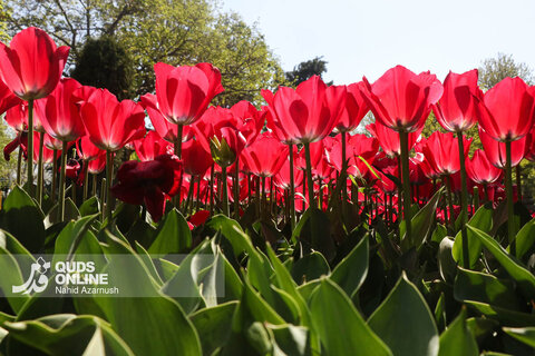 گزارش تصویری | جشنواره گل‌های لاله - مشهد