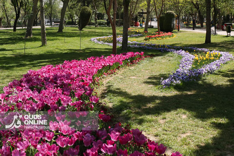 گزارش تصویری | جشنواره گل‌های لاله - مشهد