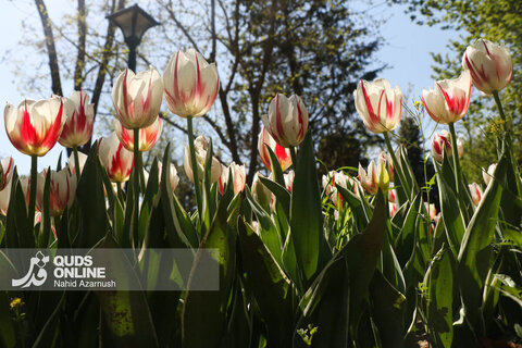گزارش تصویری | جشنواره گل‌های لاله - مشهد