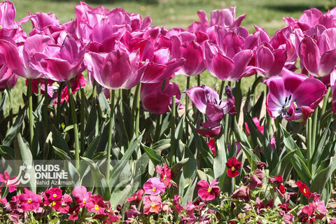 گزارش تصویری | جشنواره گل‌های لاله - مشهد